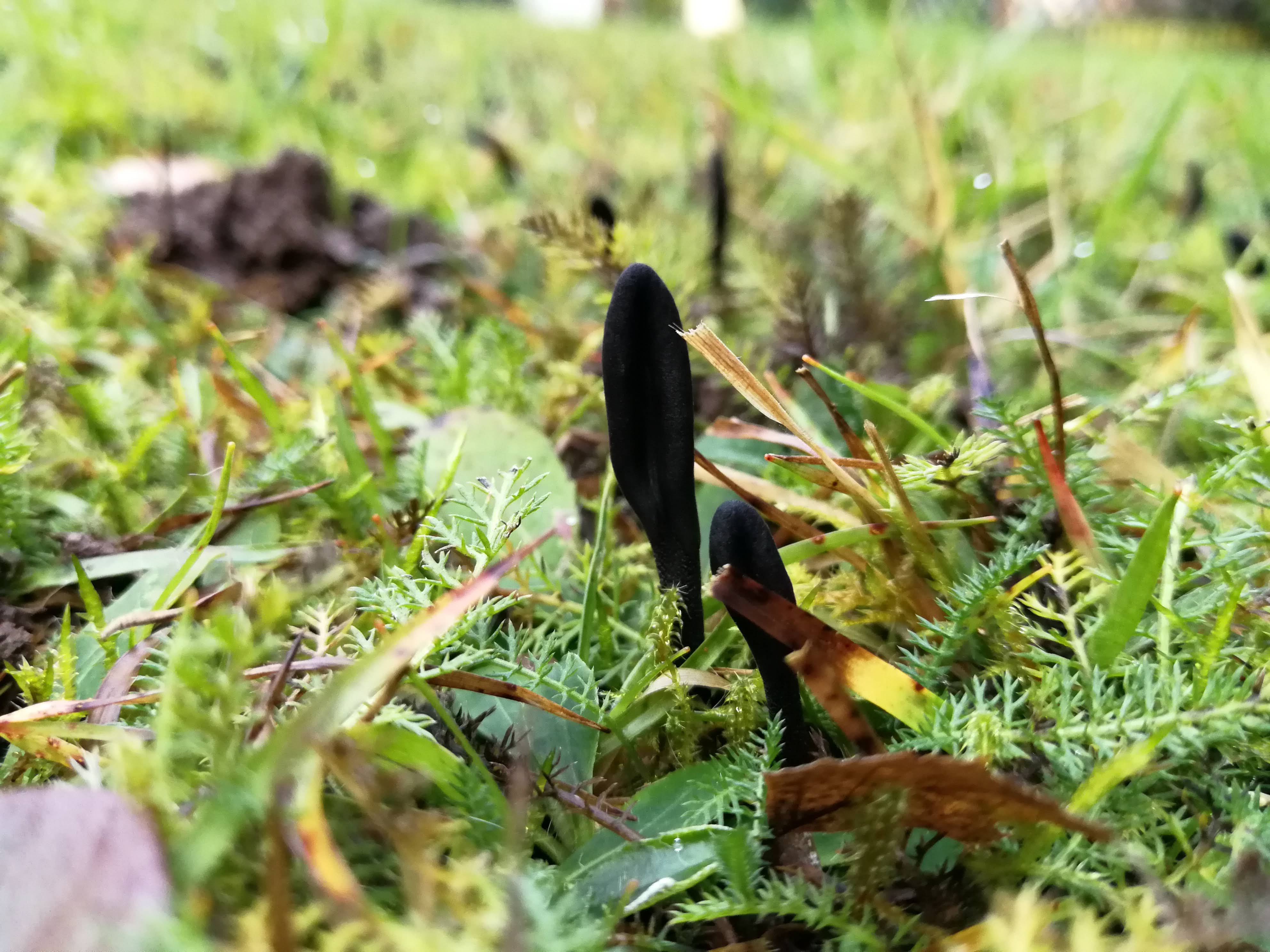 Schwarze Erdzunge - Blick auf ein weiteres Exemplar. Der Stiel- und Kopfbereich sind etwas abgesetzt. Die Oberfläche ist matt bis feinsamtig, aber nicht schleimig. 